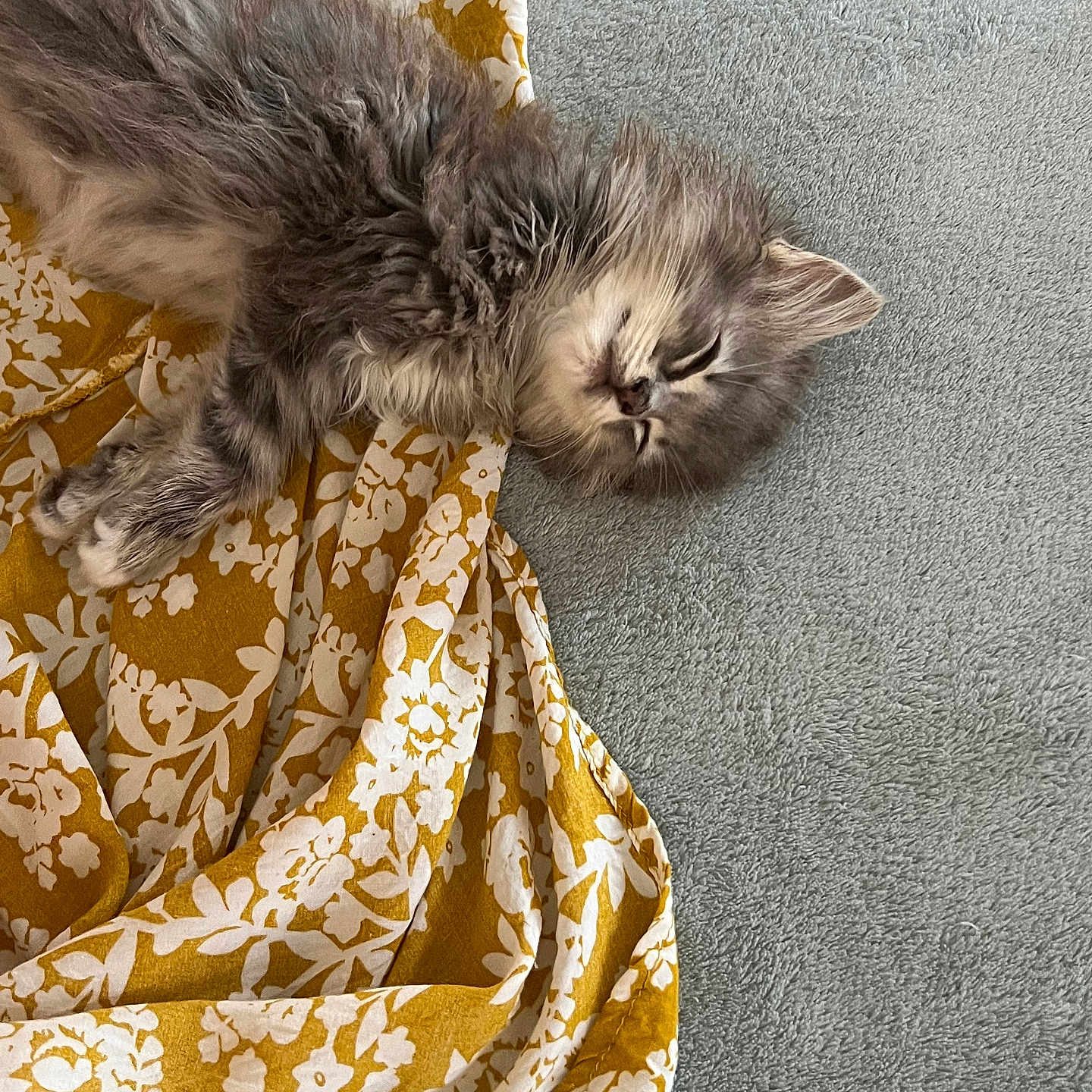 Aston a rejoint le concours — aidez-le/la à gagner de superbes lots ! animal, blanket, cat, cozy, cute, domestic, fabric, fluffy, fur, gray, indoor, kitten, nap, pattern, pet, rest, sleeping, soft, white, yellow
