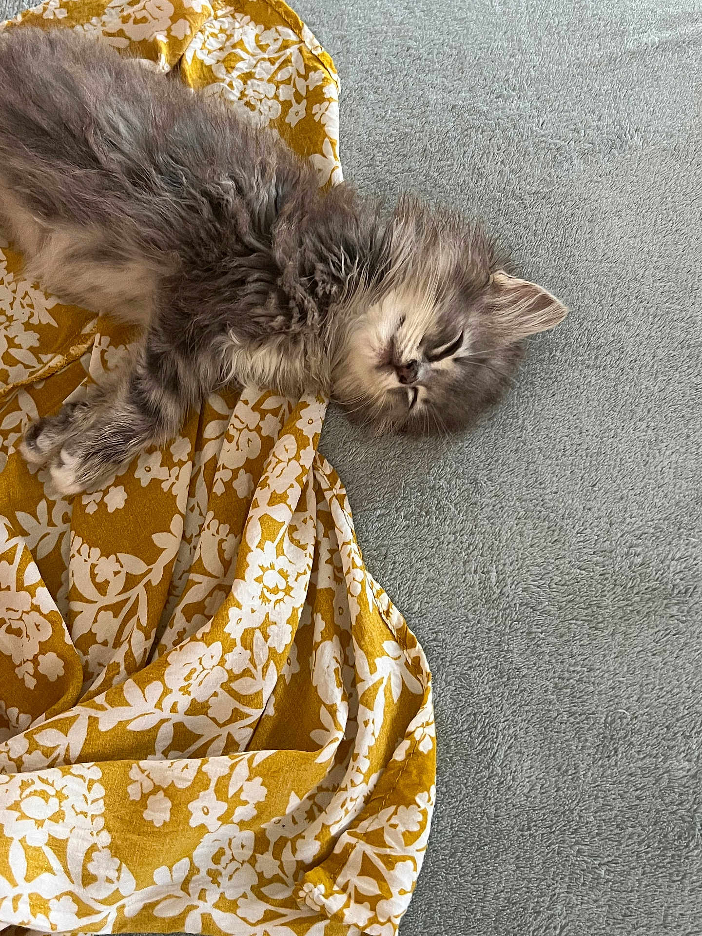 Aston a rejoint le concours — aidez-le/la à gagner de superbes lots ! kitten, cat, sleeping, gray, fluffy, fur, animal, pet, blanket, fabric, pattern, yellow, white, soft, cozy, rest, cute, domestic, indoor, nap