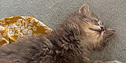 Aston participe au concours pour gagner de l'argent avec cette photo : kitten, sleeping, cat, fluffy, nap, bed, blanket, yellow, floral_pattern, soft, cute, feline, resting, cozy, indoor, fur, animal, pet, peaceful, relaxation