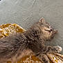 kitten, sleeping, cat, fluffy, nap, bed, blanket, yellow, floral_pattern, soft, cute, feline, resting, cozy, indoor, fur, animal, pet, peaceful, relaxation