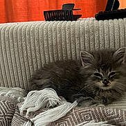 Aston participe au concours pour gagner de l'argent avec cette photo : kitten, cat, feline, fluffy, gray, couch, blanket, texture, hair_clip, remote_control, indoor, resting, cozy, curtain, home, pet, animal, soft, relaxed, nap