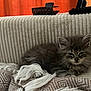 kitten, cat, feline, fluffy, gray, couch, blanket, texture, hair_clip, remote_control, indoor, resting, cozy, curtain, home, pet, animal, soft, relaxed, nap
