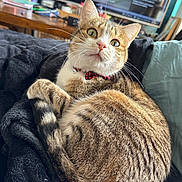 Silver participe au concours pour gagner de l'argent avec cette photo : cat, tabby, bow_tie, pet, animal, feline, whiskers, fur, indoor, blanket, curious, wide_eyes, cozy, resting, domestic, living_room, television, books, table, couch