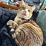 cat, tabby, bow_tie, pet, animal, feline, whiskers, fur, indoor, blanket, curious, wide_eyes, cozy, resting, domestic, living_room, television, books, table, couch