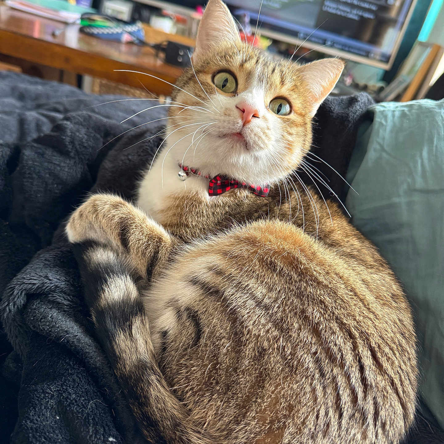 Silver participe au concours pour gagner de l'argent avec cette photo : animal, blanket, books, bow_tie, cat, couch, cozy, curious, domestic, feline, fur, indoor, living_room, pet, resting, tabby, table, television, whiskers, wide_eyes