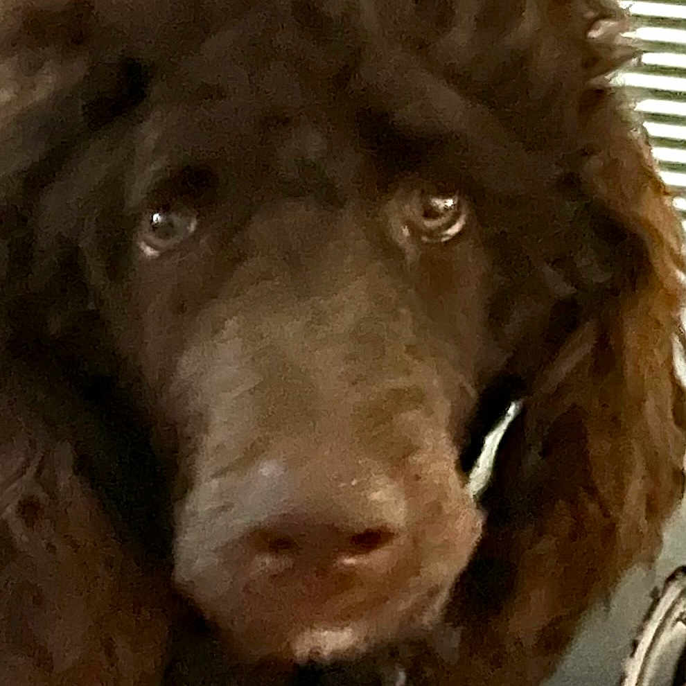Bentley joined the competition — help win amazing prizes! animal, blurry, brown_dog, canine, close_up, collar, companion, curly_fur, dog, domestic_animal, ears, face, fur, grainy, indoor, looking_at_camera, muzzle, pet, portrait, window_blinds