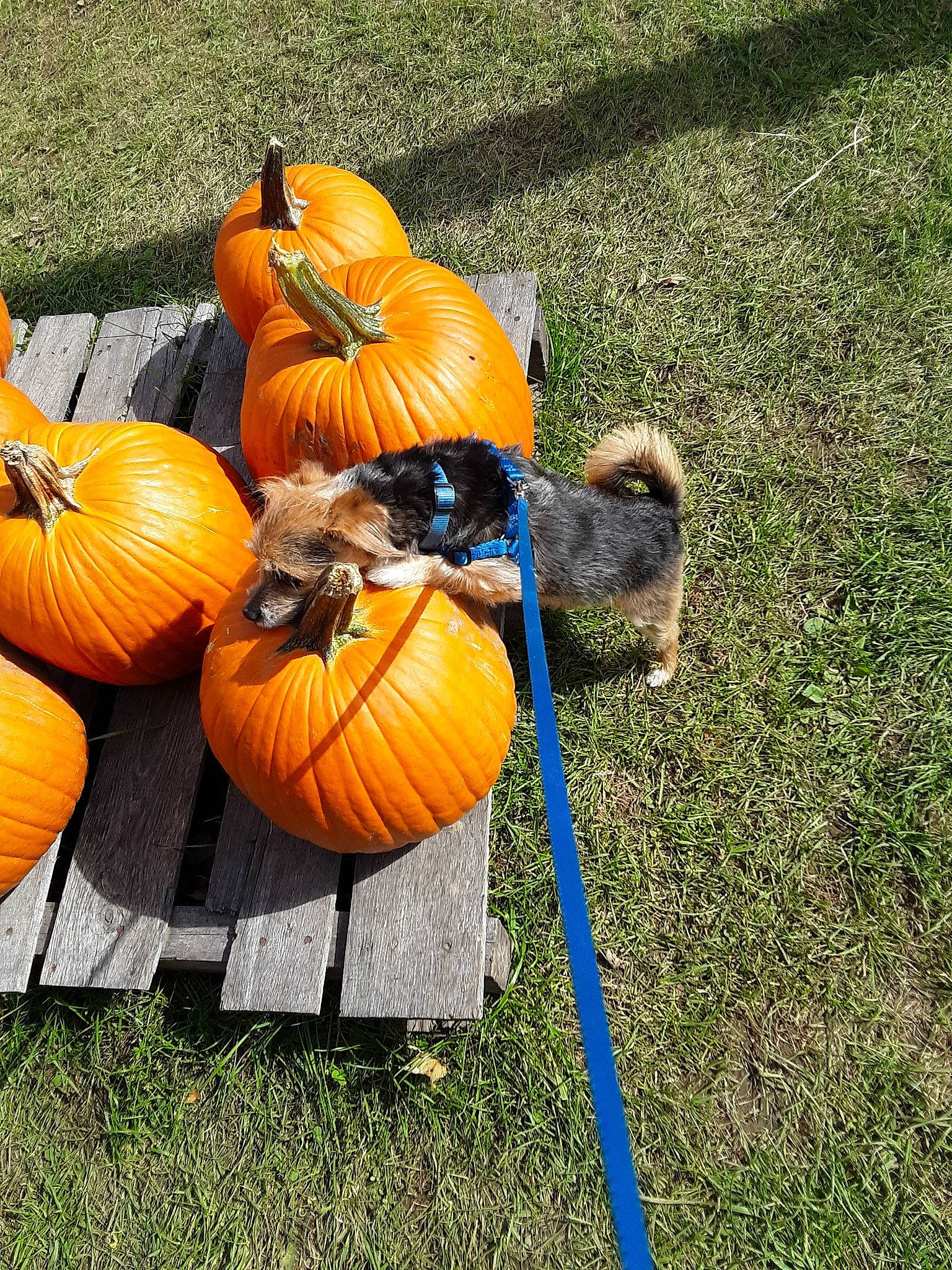 Genevieve is registered to the contest to win money with this photo: _and_melon_family, _gourd, calabaza, cucumber, cucurbita, food, gourd, grass, grassland, groundcover, landscape, lawn, local_food, natural_foods, plant, produce, pumpkin, squash, superfood, vegetable