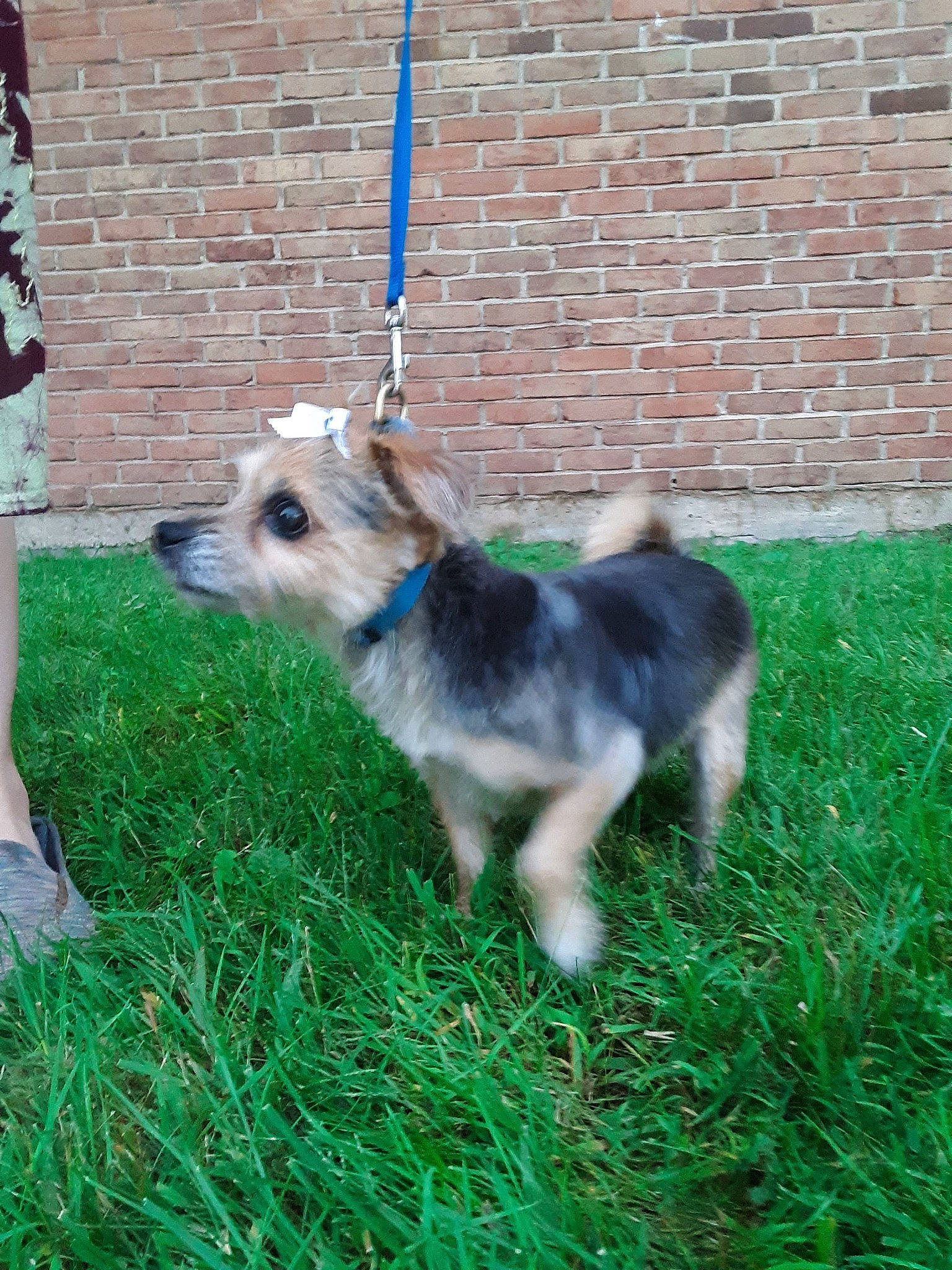 Genevieve is registered to the contest to win money with this photo: brick, brickwork, canidae, carnivore, collar, companion_dog, dog, dog_breed, dog_collar, dog_supply, fawn, grass, herding_dog, lawn, leash, pet_supply, plant, shorts, tail, terrier