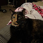 Phantom is registered to the contest to win money with this photo: cat, tortoiseshell_cat, pet, indoor, cushion, blanket, fur, whiskers, ears, green_eyes, relaxed, feline, animal, striped_cushion, home, cozy, domestic, resting, curious, mammal