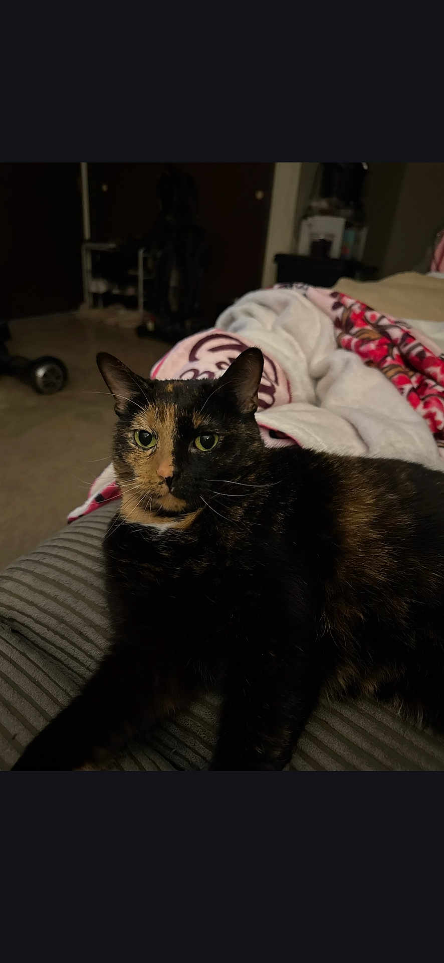 Phantom is registered to the contest to win money with this photo: cat, tortoiseshell_cat, pet, indoor, cushion, blanket, fur, whiskers, ears, green_eyes, relaxed, feline, animal, striped_cushion, home, cozy, domestic, resting, curious, mammal