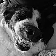 Lilou a rejoint le concours — aidez-le/la à gagner de superbes lots ! animal, black_and_white, canine, close_up, companion, cozy, cute, dog, fur, happy, indoor, pet, playful, portrait, resting, smile, snout, teeth, texture, whiskers