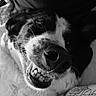 animal, black_and_white, canine, close_up, companion, cozy, cute, dog, fur, happy, indoor, pet, playful, portrait, resting, smile, snout, teeth, texture, whiskers
