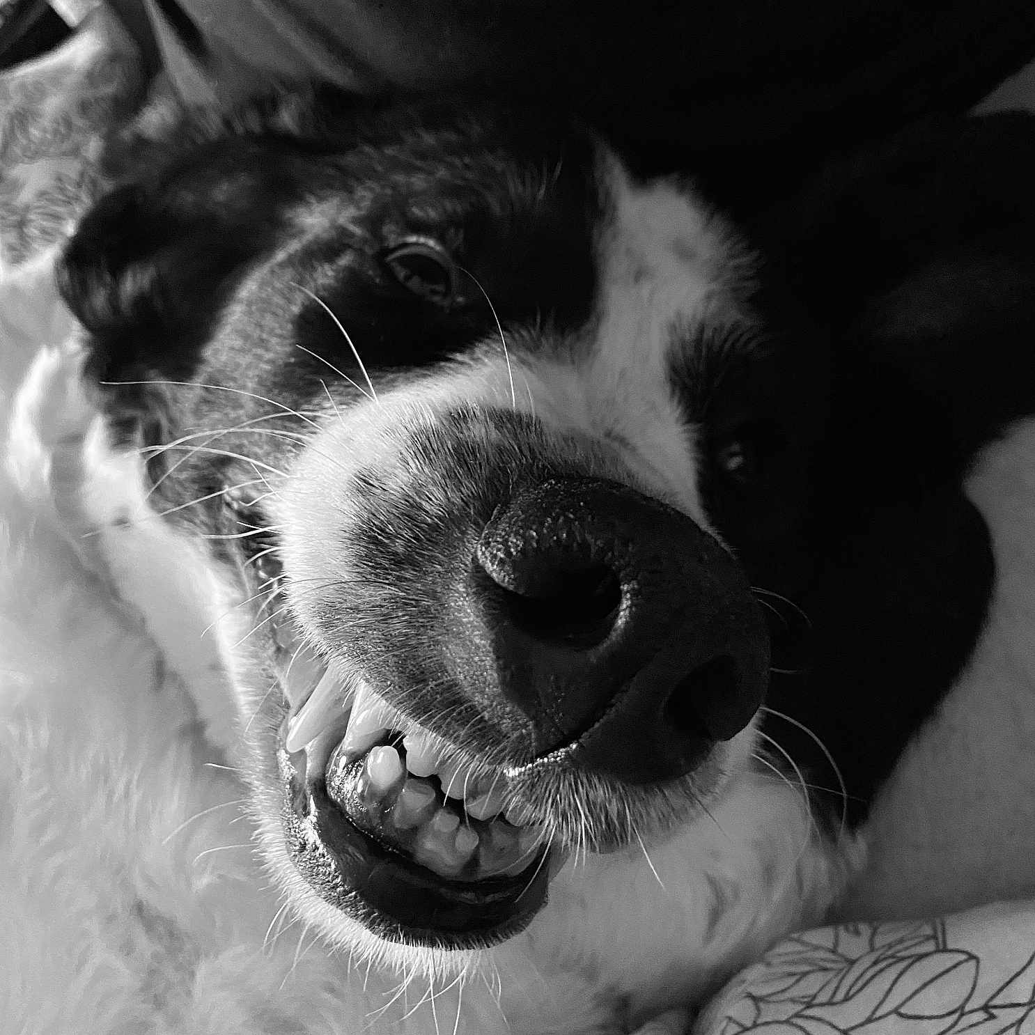 Lilou