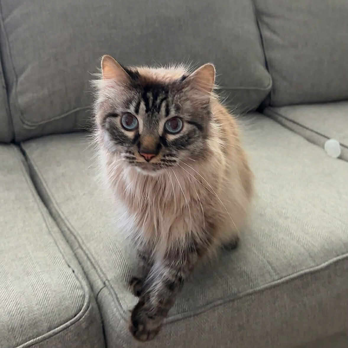 Loki