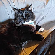 Handsome is registered to the contest to win money with this photo: animal, bed, black_and_white, cat, closeup, collar, cute, domestic, feline, fluffy, fur, indoor, mammal, paw, pet, relaxed, resting, sheet, sleepy, whiskers