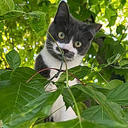 Moustache participe au concours pour gagner de l'argent avec cette photo : cat, animal, greenery, leaves, outdoor, nature, tree, curious, pet, feline, whiskers, eyes, face, gray, white, closeup, daylight, branches, plants, wildlife