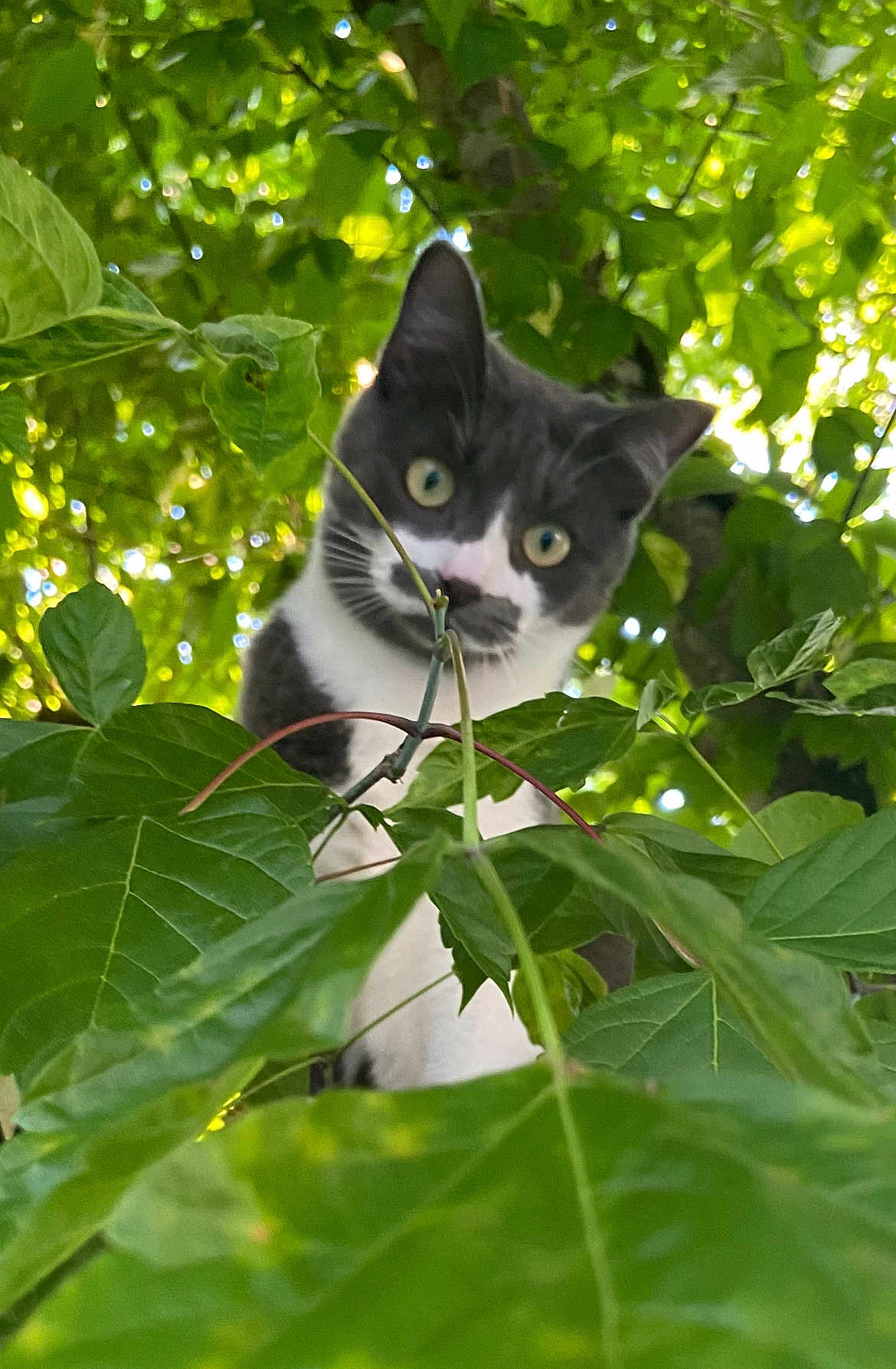 Moustache