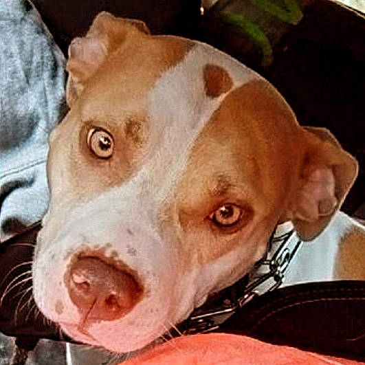 Naya a rejoint le concours — aidez-le/la à gagner de superbes lots ! canidae, carnivore, collar, companion_dog, dog, dog_breed, ear, eye, fawn, fur, head, liver, metal, non_sporting_group, pet_supply, selfie, snout, sporting_group, whiskers, working_animal