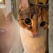 Phoebe joined the competition — help win amazing prizes! cat, curious, window, indoor, close_up, pet, feline, whiskers, ears, face, reflection, light, cozy, domestic, animal, fur, portrait, looking, soft_focus, warm_light