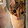 Phoebe