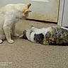 cat, cats, indoor, carpet, door, white_cat, tabby_cat, fluffy, pets, animal, feline, curious, playful, two_animals, domestic, floor, resting, sitting, lying_down, collar