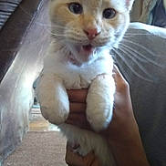 Pegasus is registered to the contest to win money with this photo: cat, animal, pet, cream_colored, white, whiskers, hands, indoor, carpet, furniture, close_up, expressive, mouth_open, cute, young_cat, portrait, domestic_cat, holding, feline, natural_light