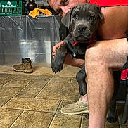 Rt joined the competition — help win amazing prizes! basket, brown_boot, cuddling, dog, face, furniture, gray_fur, home, indoors, lamp, man, person, photography, portrait, puppy, red_collar, red_shirt, seated, shoe, tiled_floor