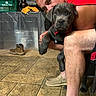 basket, brown_boot, cuddling, dog, face, furniture, gray_fur, home, indoors, lamp, man, person, photography, portrait, puppy, red_collar, red_shirt, seated, shoe, tiled_floor