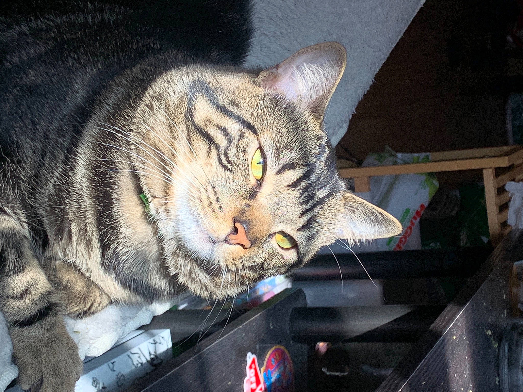 Haku joined the competition — help win amazing prizes! bobcat, carnivore, cat, domestic_short_haired_cat, felidae, fur, nap, paw, small_to_medium_sized_cats, snout, whiskers