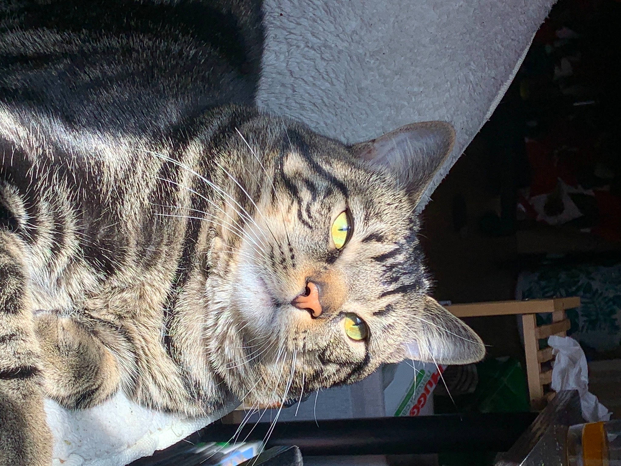 Haku is registered to the contest to win money with this photo: carnivore, cat, chair, claw, domestic_short_haired_cat, felidae, fur, paw, small_to_medium_sized_cats, snout, terrestrial_animal, whiskers, wildlife, window