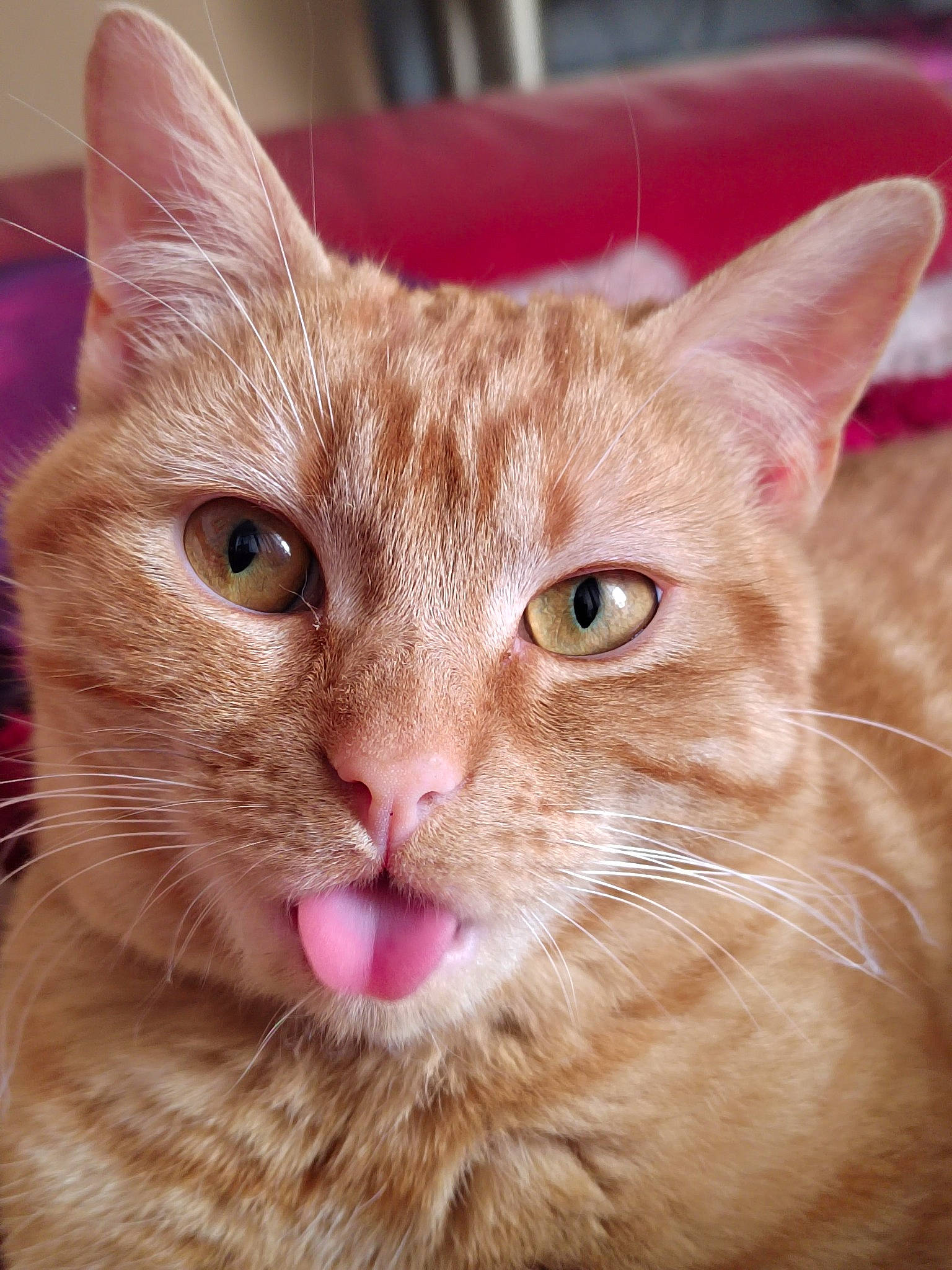 Gaston a rejoint le concours — aidez-le/la à gagner de superbes lots ! carnivore, cat, close_up, domestic_short_haired_cat, ear, eye, fawn, felidae, fur, hair, head, iris, nose, pet_supply, small_to_medium_sized_cats, snout, terrestrial_animal, whiskers