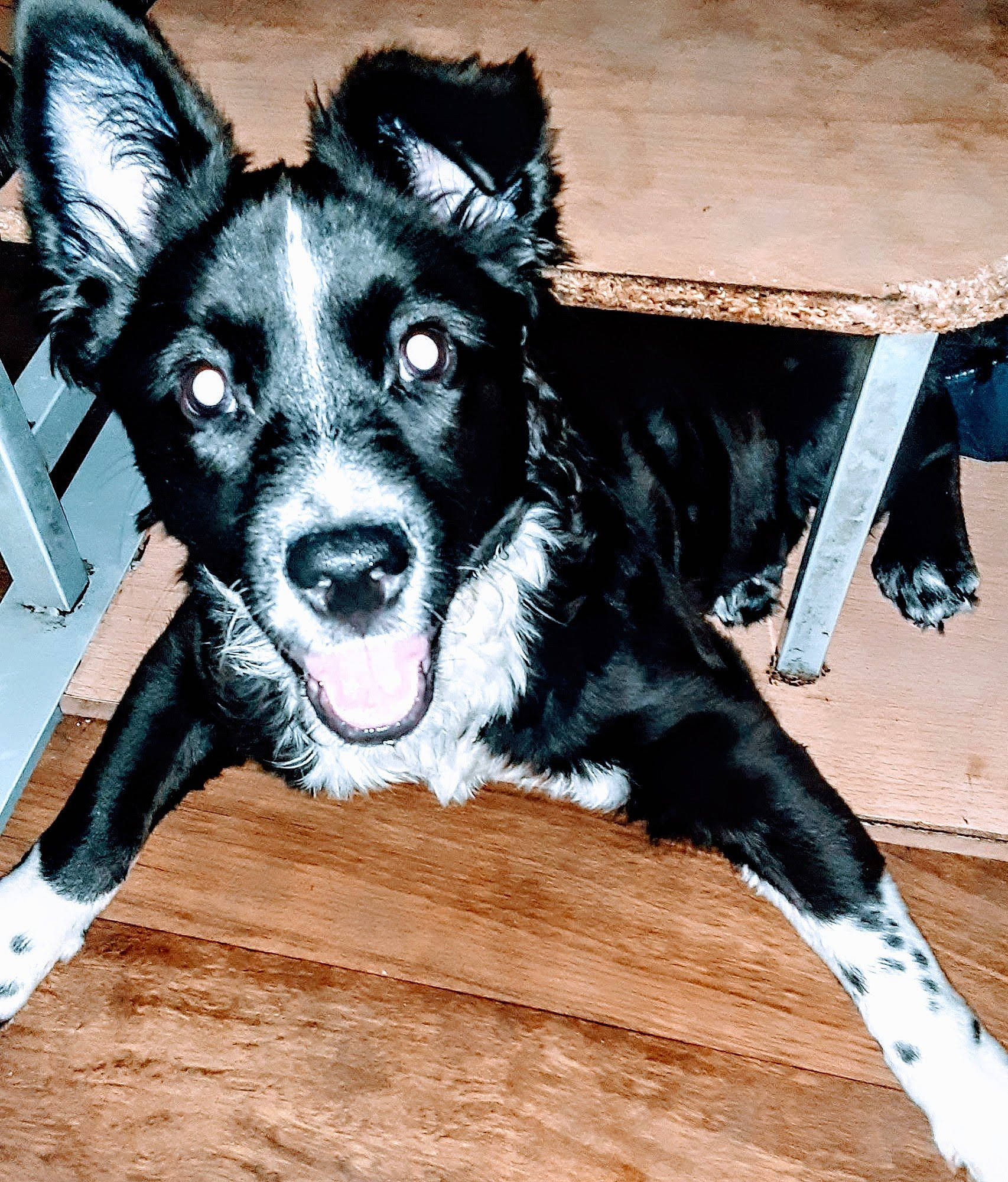 Billie is registered to the contest to win money with this photo: art, canidae, carnivore, companion_dog, dog, dog_breed, dog_supply, fawn, fur, outdoor_furniture, pattern, paw, puppy, snout, sporting_group, toy_dog, whiskers, wood, working_animal, working_dog