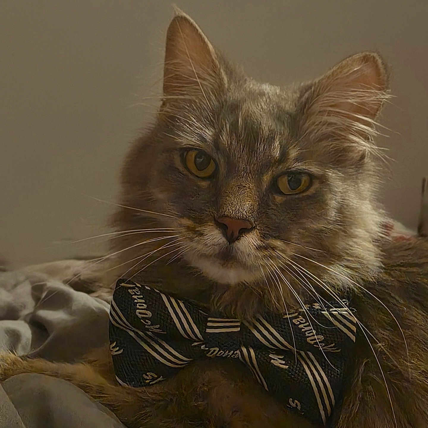 Gooter is registered to the contest to win money with this photo: animal, blanket, bow_tie, cat, close_up, cute, domestic_animal, ears, eyes, face, feline, fluffy, fur, indoor, mammal, pet, portrait, resting, soft, whiskers