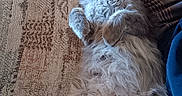 Gooter joined the competition — help win amazing prizes! animal, cat, closeup, couch, cozy, cute, domestic, fluffy, fur, furniture, gray, indoor, mammal, paws, pet, relaxed, resting, sleeping, soft, whiskers