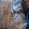 animal, cat, closeup, couch, cozy, cute, domestic, fluffy, fur, furniture, gray, indoor, mammal, paws, pet, relaxed, resting, sleeping, soft, whiskers