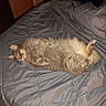 animal, bed, cat, comforter, cozy, cute, domestic_animal, feline, fluffy, fur, gray, indoor, lying_down, paw, pet, quiet, relaxed, resting, sleeping, whiskers