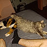 Gooter is registered to the contest to win money with this photo: bed, blanket, calico_cat, cat, feline, fur, indoor, laundry_basket, legs, long_hair, person, pet, quiet, relaxation, resting, sleeping, sock, stretching, tabby_cat, tile_floor