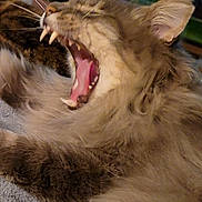 Gooter is registered to the contest to win money with this photo: cat, yawning, open_mouth, teeth, tongue, whiskers, fluffy_fur, tabby, orange_cat, close_up, pet, animal, indoor, portrait, dramatic_expression, sleepy, relaxed, striped_fur, pink_tongue, feline