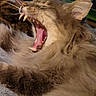 cat, yawning, open_mouth, teeth, tongue, whiskers, fluffy_fur, tabby, orange_cat, close_up, pet, animal, indoor, portrait, dramatic_expression, sleepy, relaxed, striped_fur, pink_tongue, feline