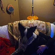 Rosco joined the competition — help win amazing prizes! armchair, black_and_white_dog, blanket, casual, couch, cozy, dim_lighting, dog, furniture, hand, home_interior, indoor, lamp, patterned_fabric, person, relaxed, shadow, sitting, vintage_decor, wall_art