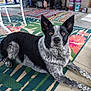 Rosco joined the competition — help win amazing prizes! animal, attentive, black_and_white, chair, colorful, dog, domestic, ears_up, floor, household_items, indoor, looking_at_camera, lying_down, paint_cans, patterned_rug, pet, porch, relaxed, rug, speckled