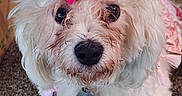 Princess is registered to the contest to win money with this photo: adorable, animal, big_eyes, black_nose, bow, carpet, closeup, cute, dog, domestic_animal, fluffy, fur, heart_shaped_bow, indoors, looking_up, mammal, pet, pink_outfit, small_dog, white_dog