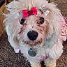 Princess is registered to the contest to win money with this photo: dog, white_dog, small_dog, fluffy, bow, heart_shaped_bow, pet, cute, indoors, carpet, fur, black_nose, big_eyes, pink_outfit, animal, adorable, looking_up, mammal, domestic_animal, closeup