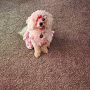 Princess is registered to the contest to win money with this photo: dog, pet, indoor, carpet, pink_outfit, bow, fluffy, white_dog, dog_bed, cute, accessory, sitting, animal, small_dog, adorable, fur, collar, heart_accessory, looking, cozy