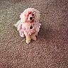 dog, pet, indoor, carpet, pink_outfit, bow, fluffy, white_dog, dog_bed, cute, accessory, sitting, animal, small_dog, adorable, fur, collar, heart_accessory, looking, cozy