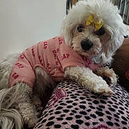 Princess joined the competition — help win amazing prizes! adorable, animal, bow, casual, clothing, companion, cozy, cute, dog, domestic, furry, indoor, leopard_print, person, pet, pink, relaxed, resting, small_dog, white_fur