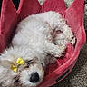 Princess is registered to the contest to win money with this photo: animal, bow, carpet, companion, cozy, crown_shaped_bed, curled_up, cute, dog, fluffy, fur, indoor, pet_bed, pink_bed, relaxed, resting, sleepy, small_dog, white_dog, yellow_bow