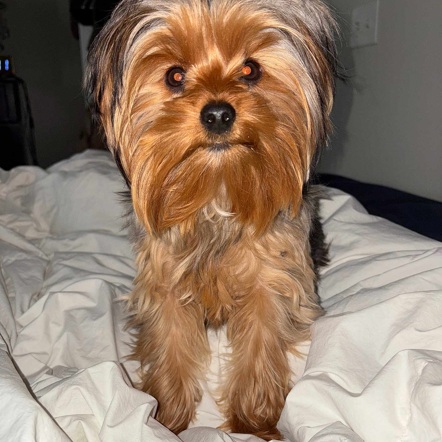 Godzilla is registered to the contest to win money with this photo: accessories, affenpinscher, animal, bag, bed, bedroom, blanket, canine, couch, dog, furniture, handbag, indoors, pet, poodle, puppy, room, terrier, whitedog