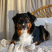 Sawyer joined the competition — help win amazing prizes! dog, tricolor, australian_shepherd_like, pet, bed, blanket, cozy, indoor, portrait, lying_down, paw, fur, ears, nose, eyes, rattan_headboard, curtain, sunlight, home_interior, relaxed