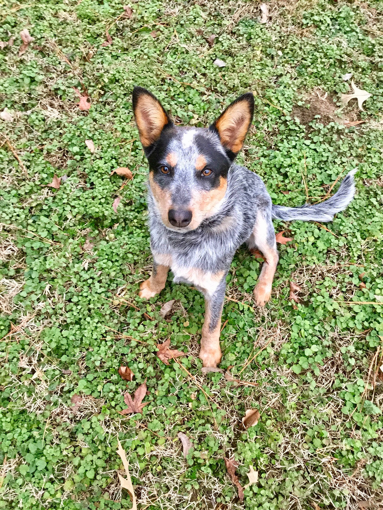 Barnabas is registered to the contest to win money with this photo: australian_cattle_dog, australian_stumpy_tail_cattle_dog, canidae, carnivore, dog, dog_breed, grass, herding_dog, koolie, lancashire_heeler, mammal, rare_breed_dog, teddy_roosevelt_terrier, texas_heeler, vertebrate, working_dog